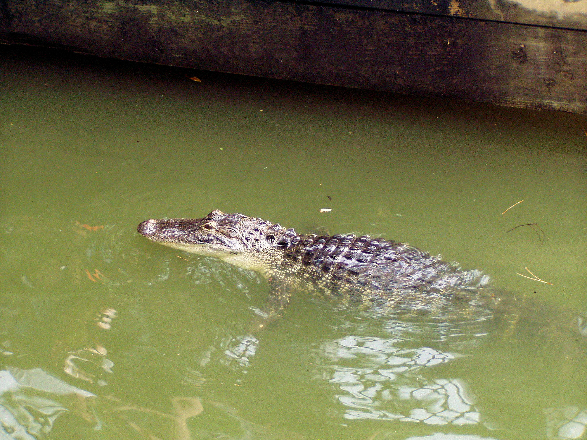 An alligator in the Rivers of America in The Magic Kingdom at Disney World.