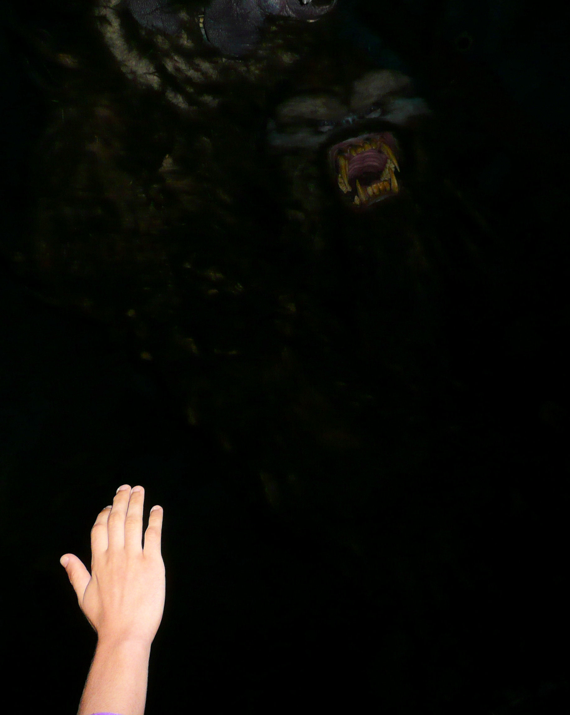 Trying to reach the Yeti on Expedition Everest at Disney's Animal Kingdom. Trying to reach the Yeti on Expedition Everest at Disney's Animal Kingdom.