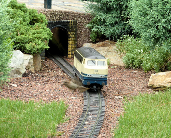 This bird just barely made it in front of the train. This bird just barely made it in front of the train.